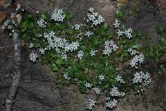 Rosularia rosulata